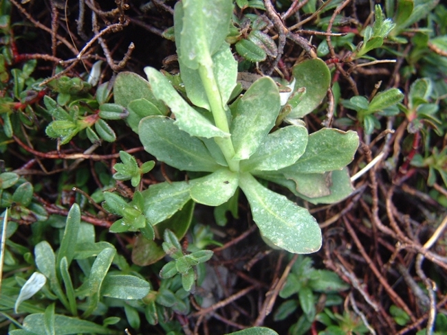 da determinare 2 - Thlaspi sp.